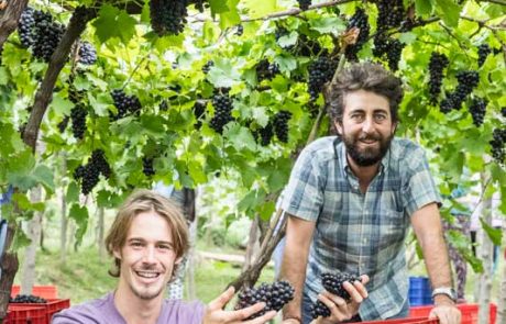 ISOLA WINE Gallery