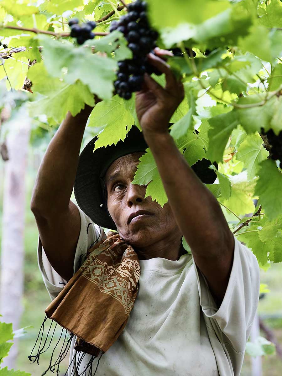 VINEYARDS